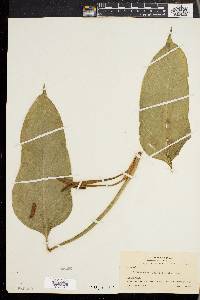 Philodendron sphalerum image