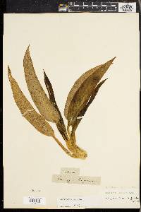 Philodendron lingulatum image