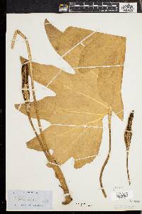 Philodendron lacerum image