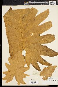 Philodendron pinnatifidum image