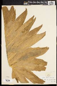 Philodendron pinnatifidum image