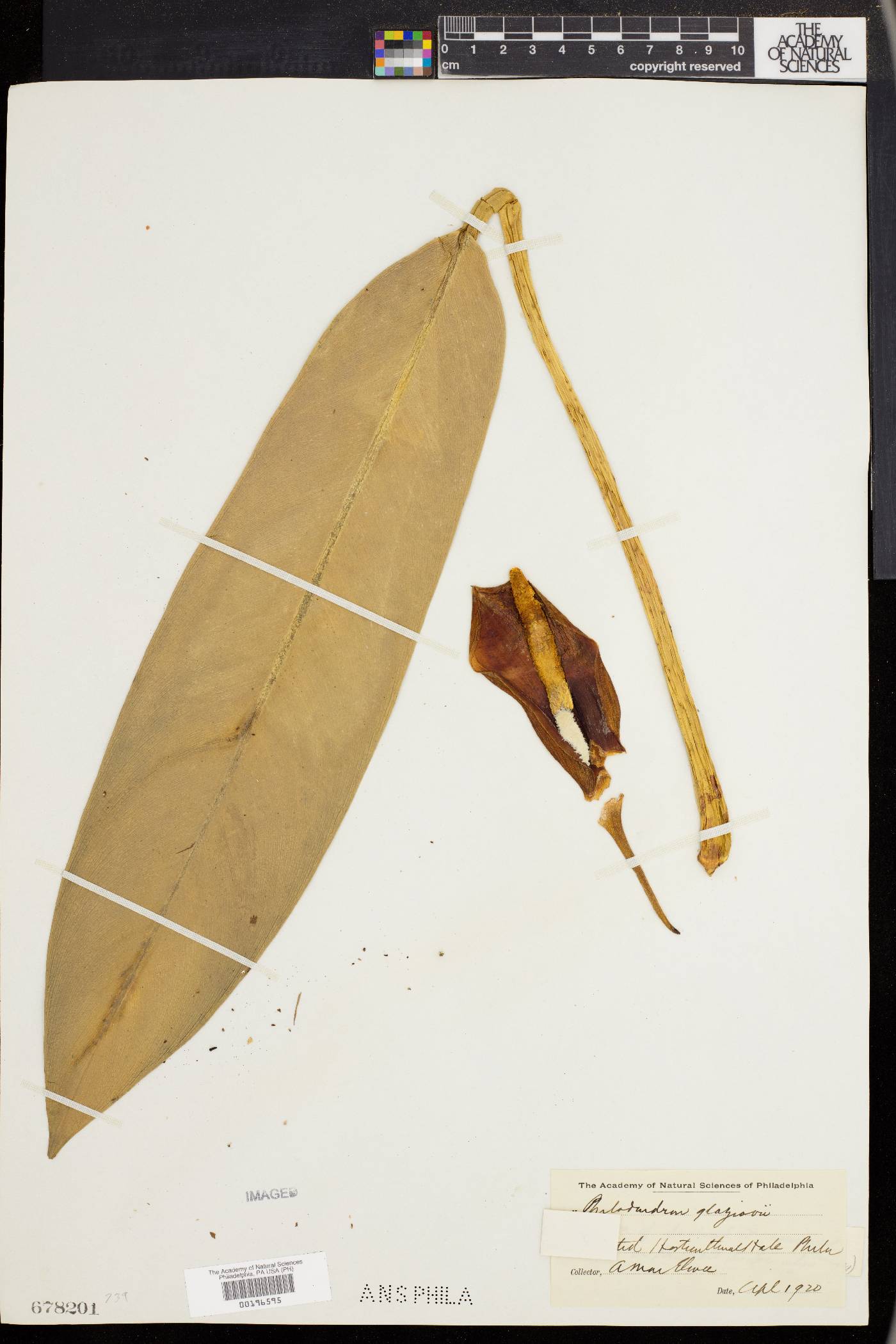 Philodendron glaziovii image