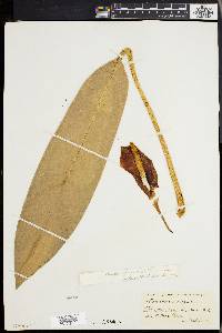 Philodendron glaziovii image
