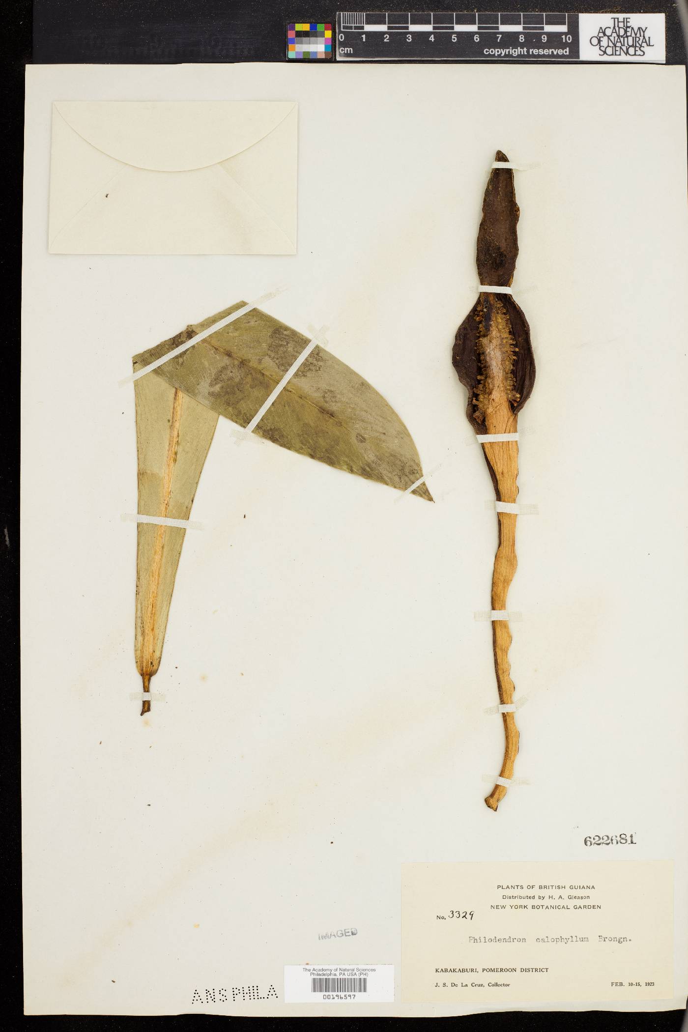 Philodendron insigne image