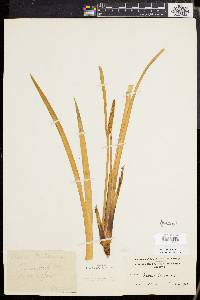 Acorus calamus image