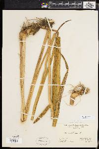 Acorus calamus image