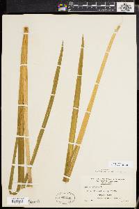 Acorus calamus image