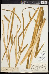 Acorus calamus image