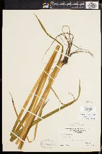 Acorus calamus image