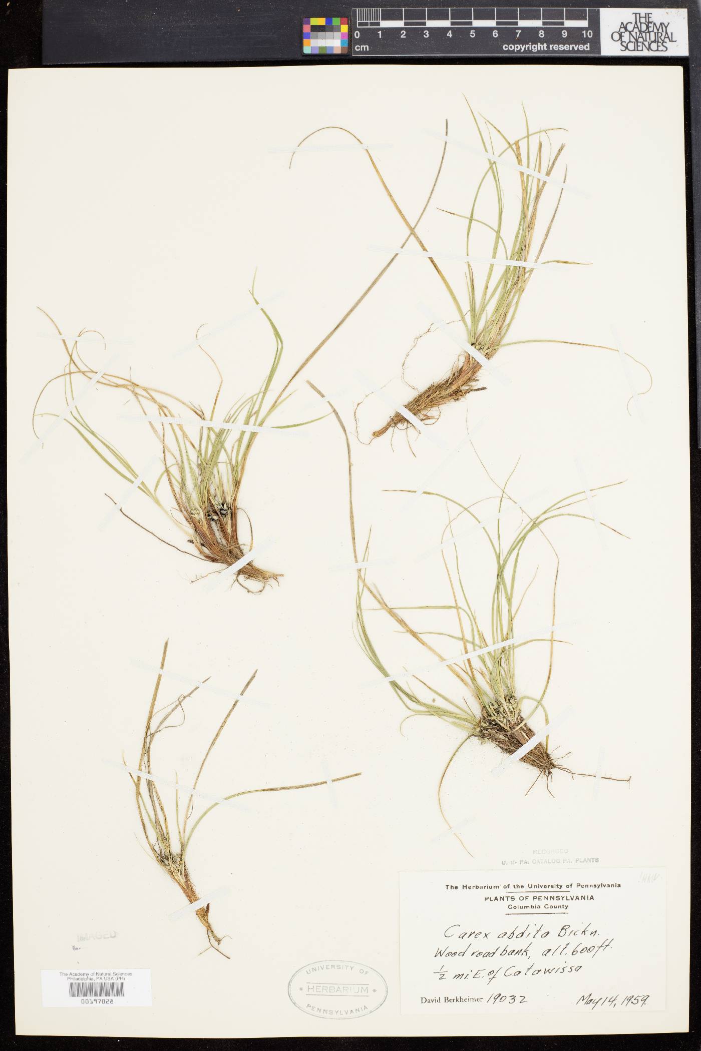 Carex abdita image