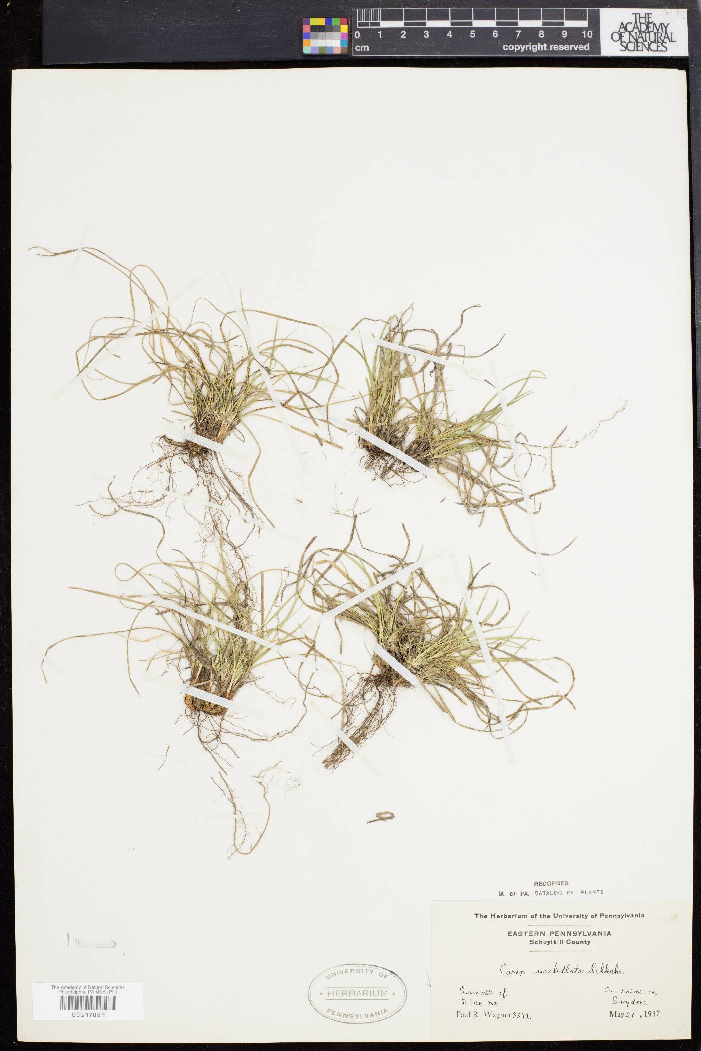 Carex abdita image