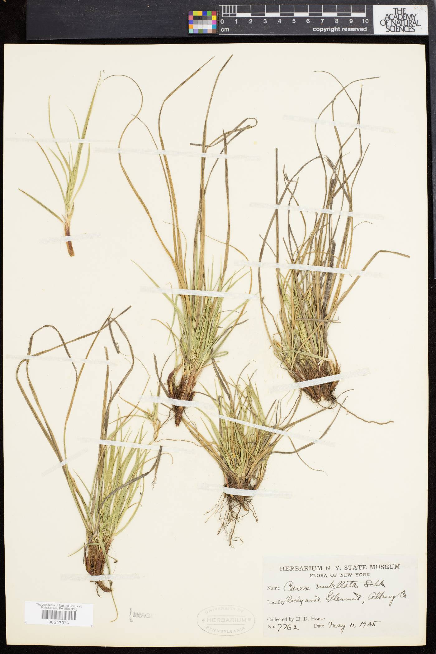 Carex abdita image