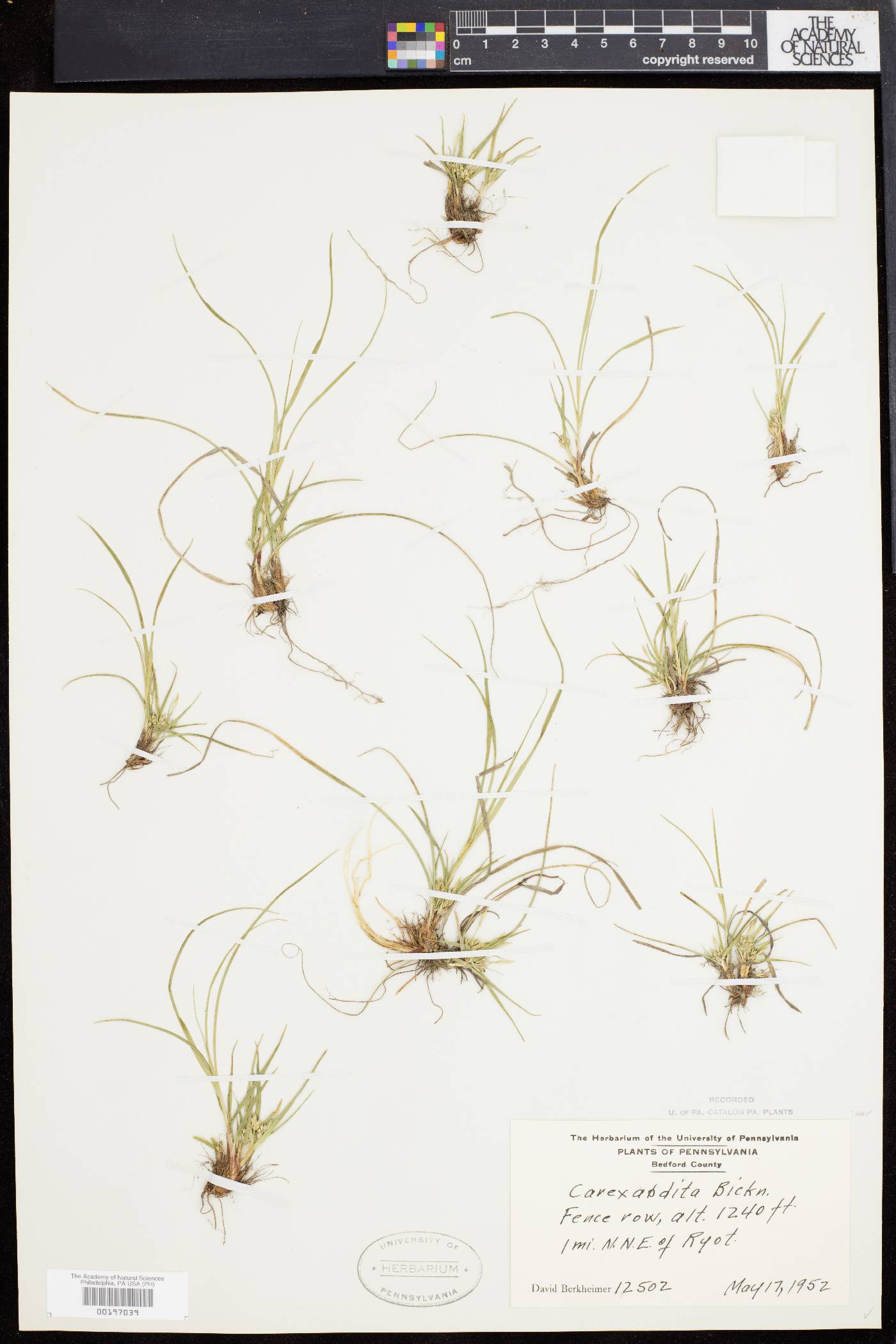 Carex abdita image