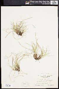 Carex abdita image