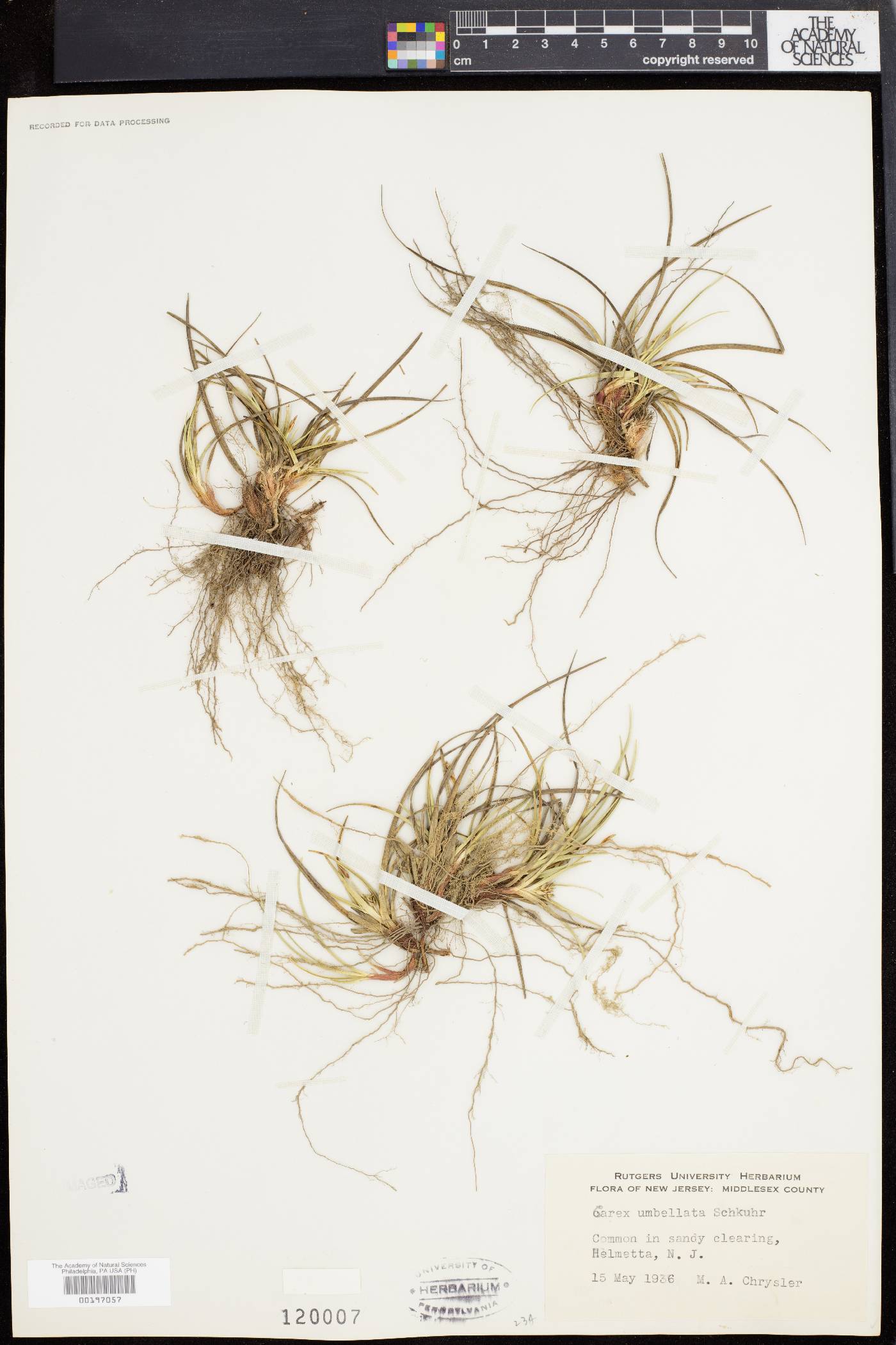 Carex abdita image