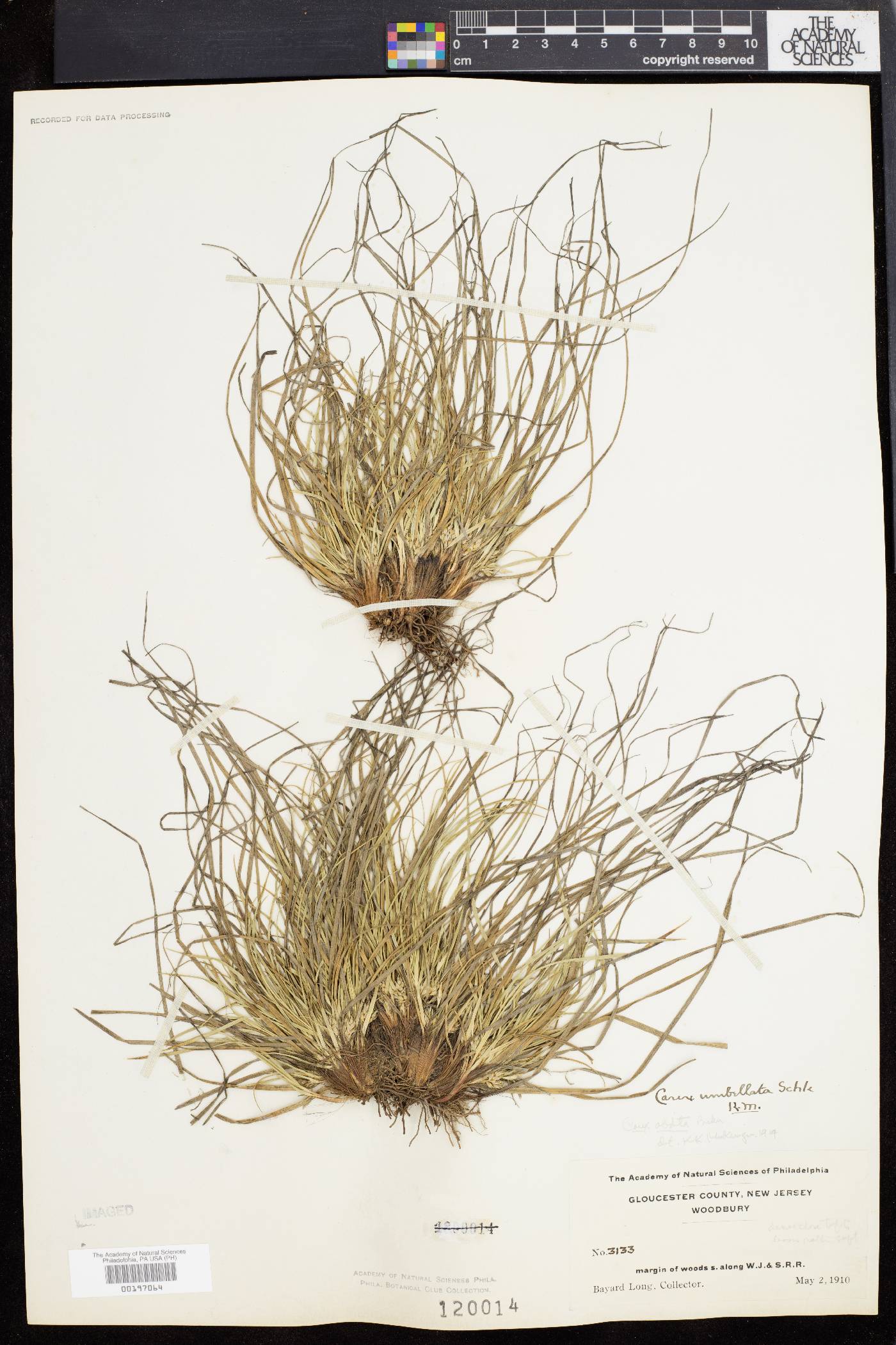 Carex abdita image