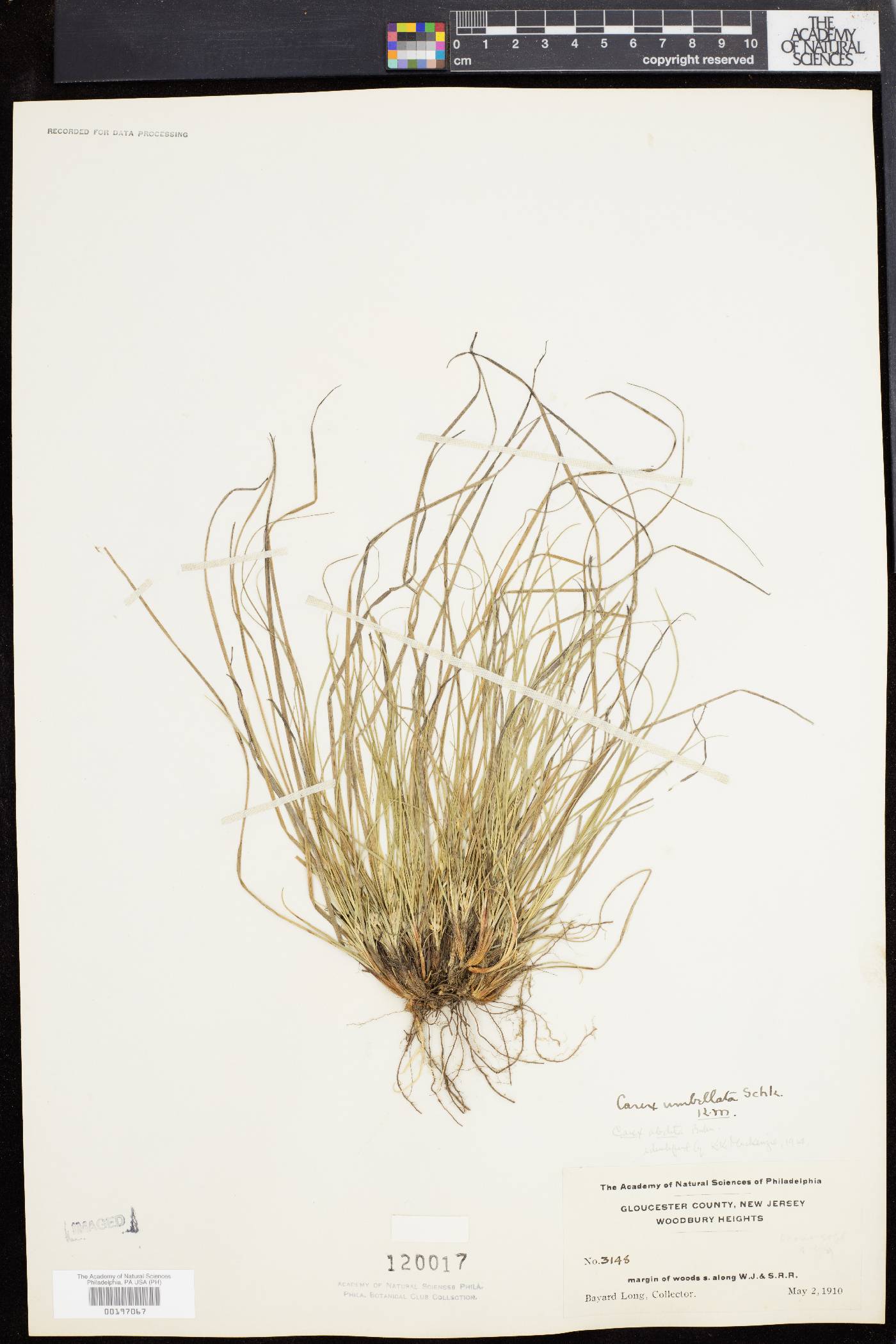Carex abdita image