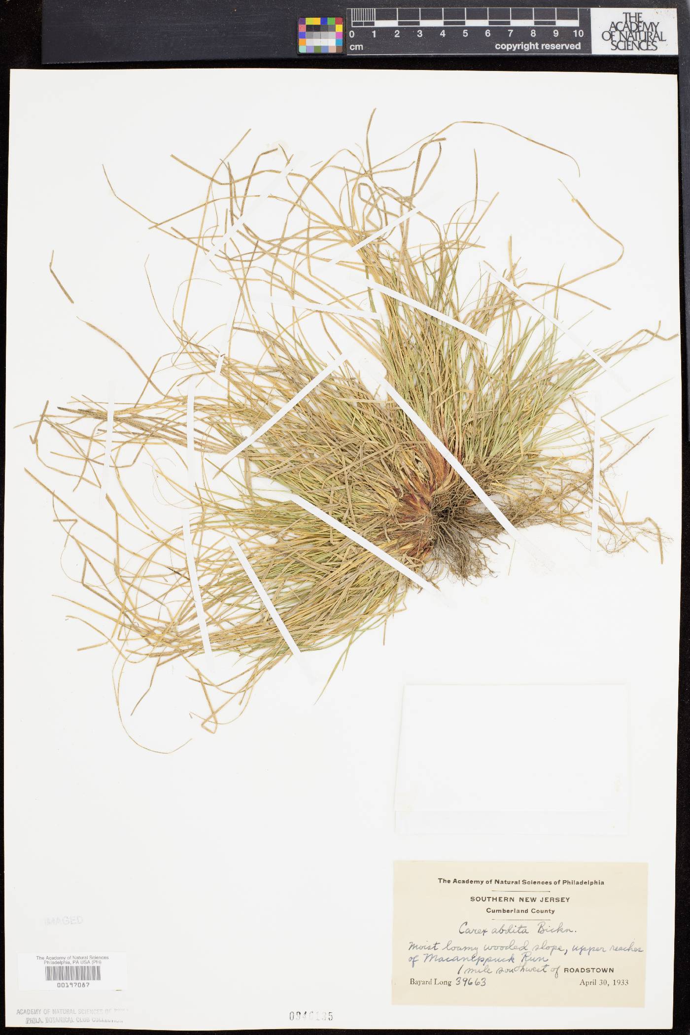 Carex abdita image