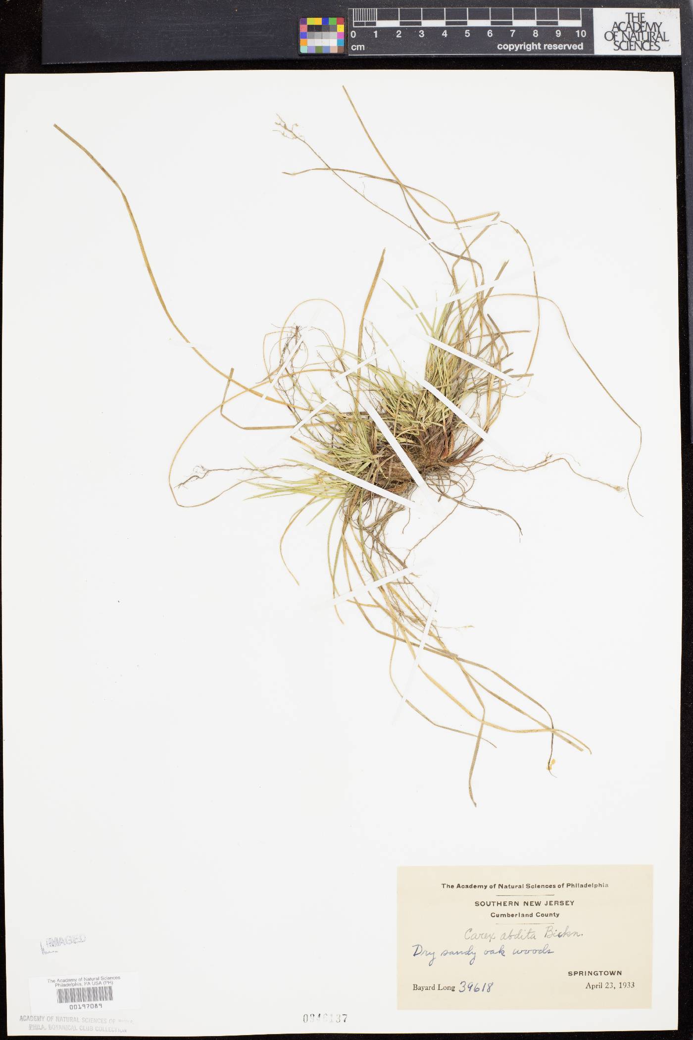 Carex abdita image
