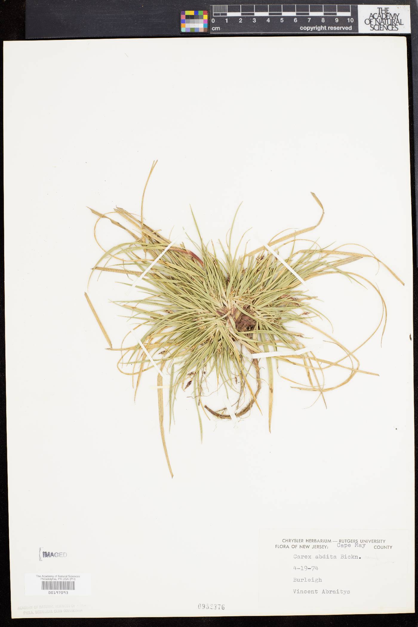 Carex abdita image