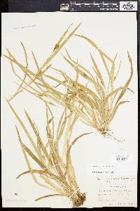 Carex abscondita image