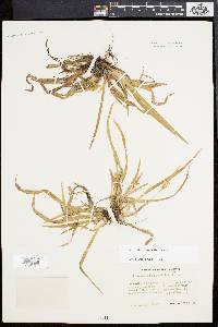Carex abscondita image