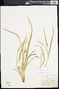 Carex abscondita image