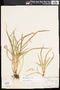 Carex abscondita image