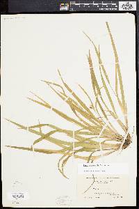 Carex abscondita image