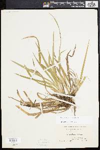 Carex abscondita image