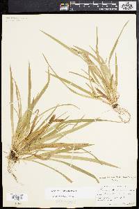 Carex abscondita image