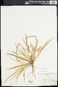 Carex abscondita image