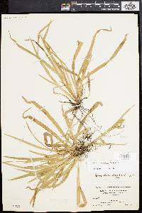 Carex abscondita image
