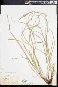 Image of Carex aestivaliformis