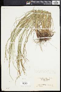 Carex aestivaliformis image