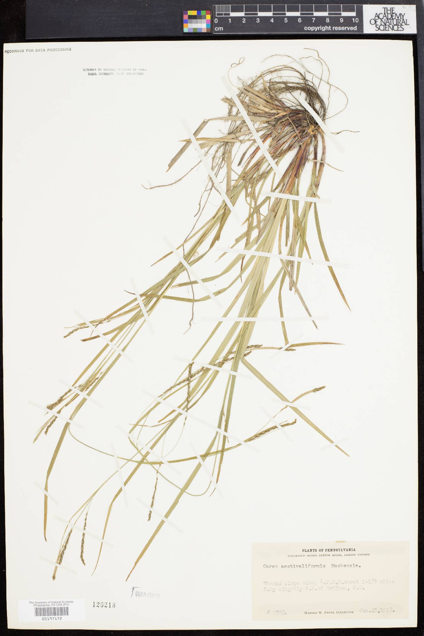 Carex aestivaliformis image