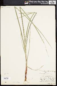 Carex aestivaliformis image