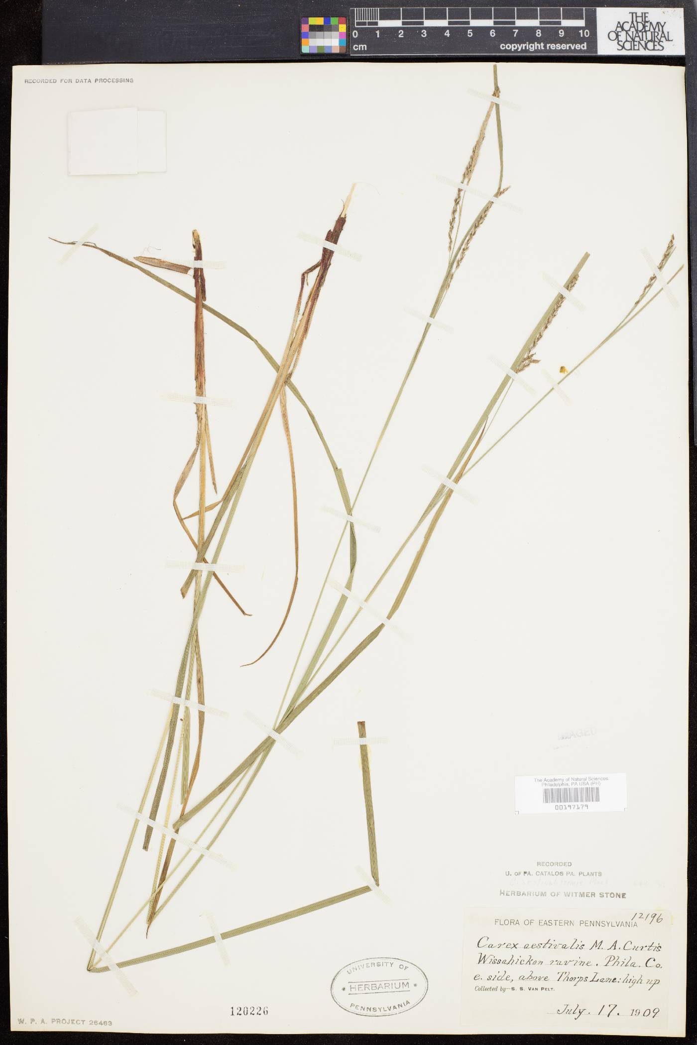 Carex aestivaliformis image