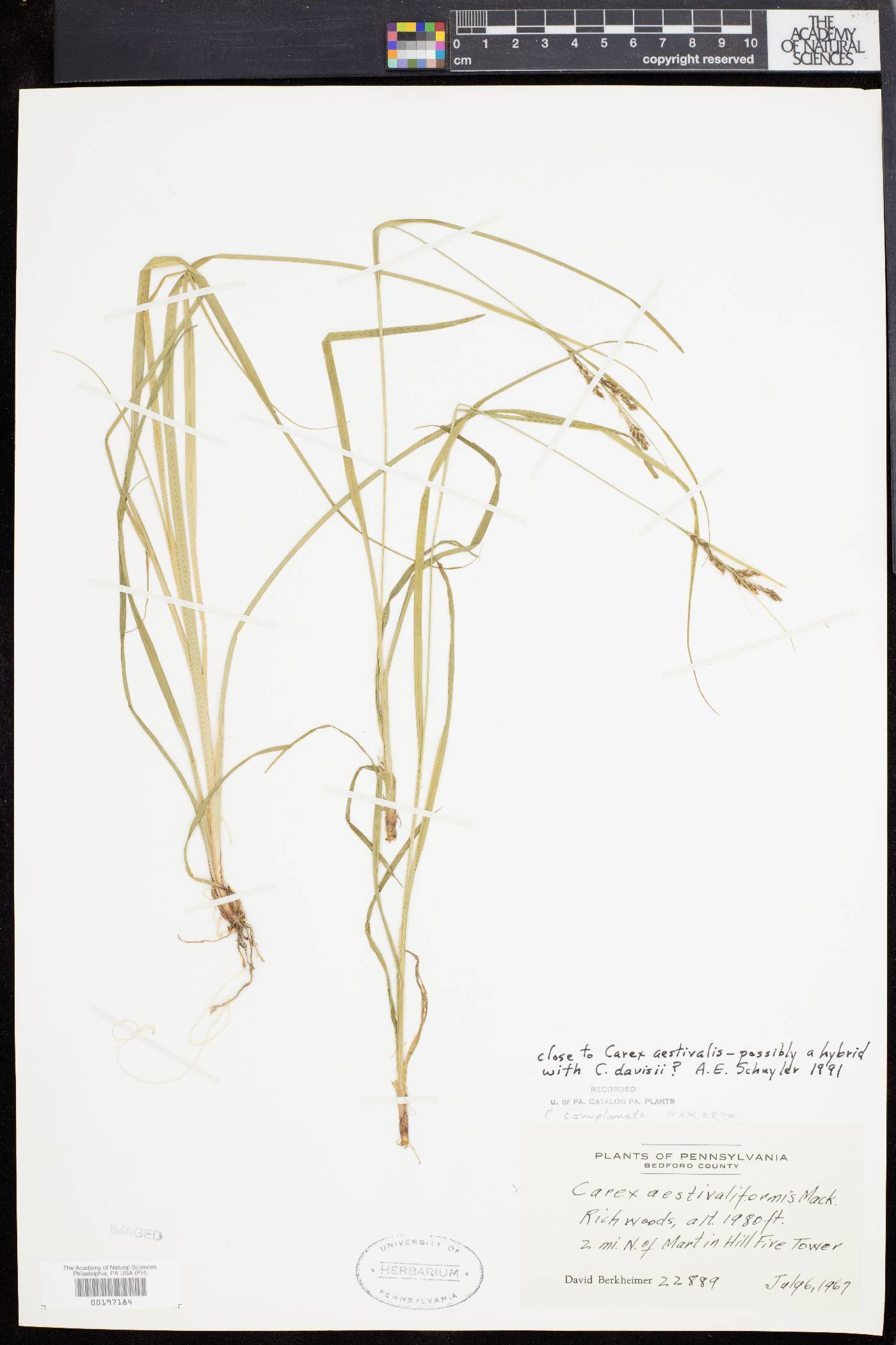 Carex aestivalis image