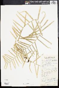 Pothoidium lobbianum image