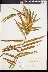Pothoidium lobbianum image