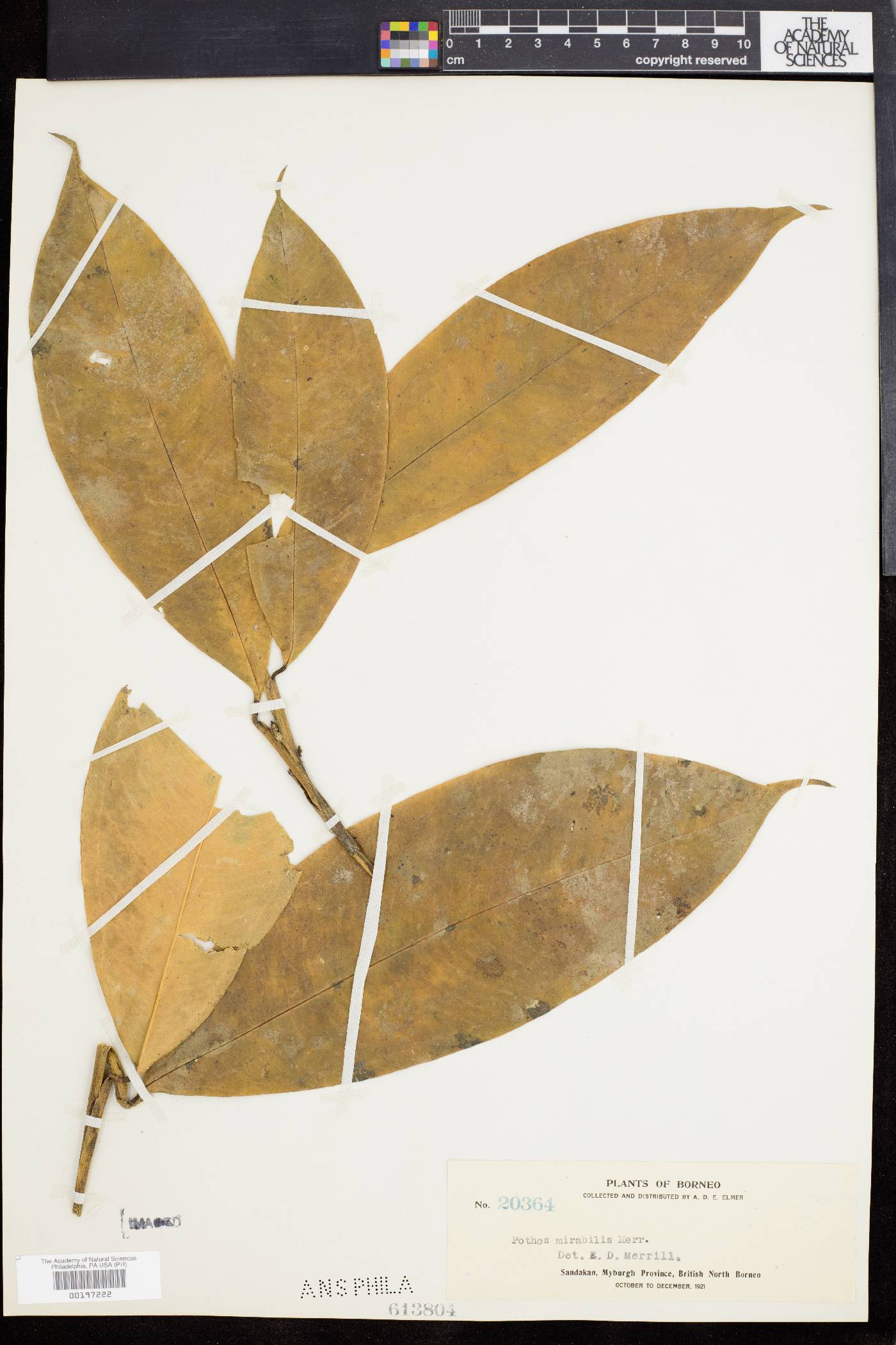 Pothos mirabilis image