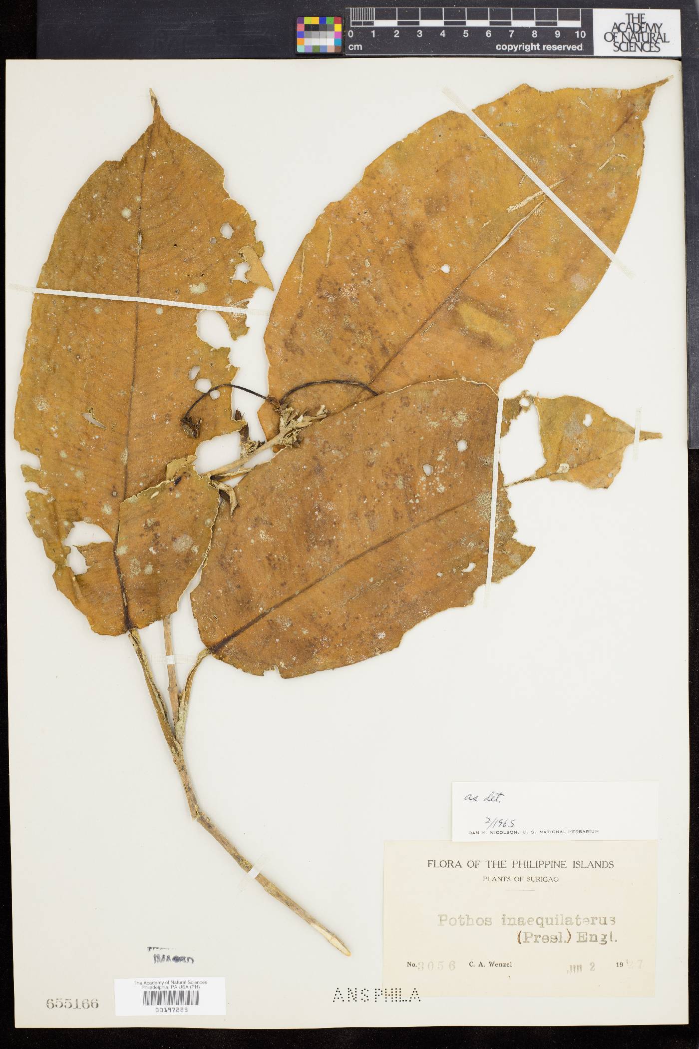 Pothos inaequilaterus image
