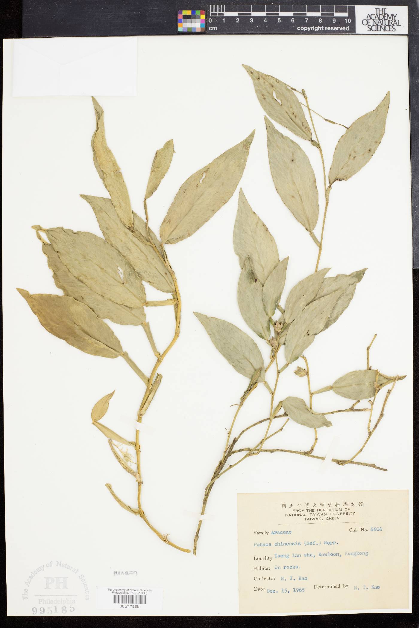 Pothos chinensis image