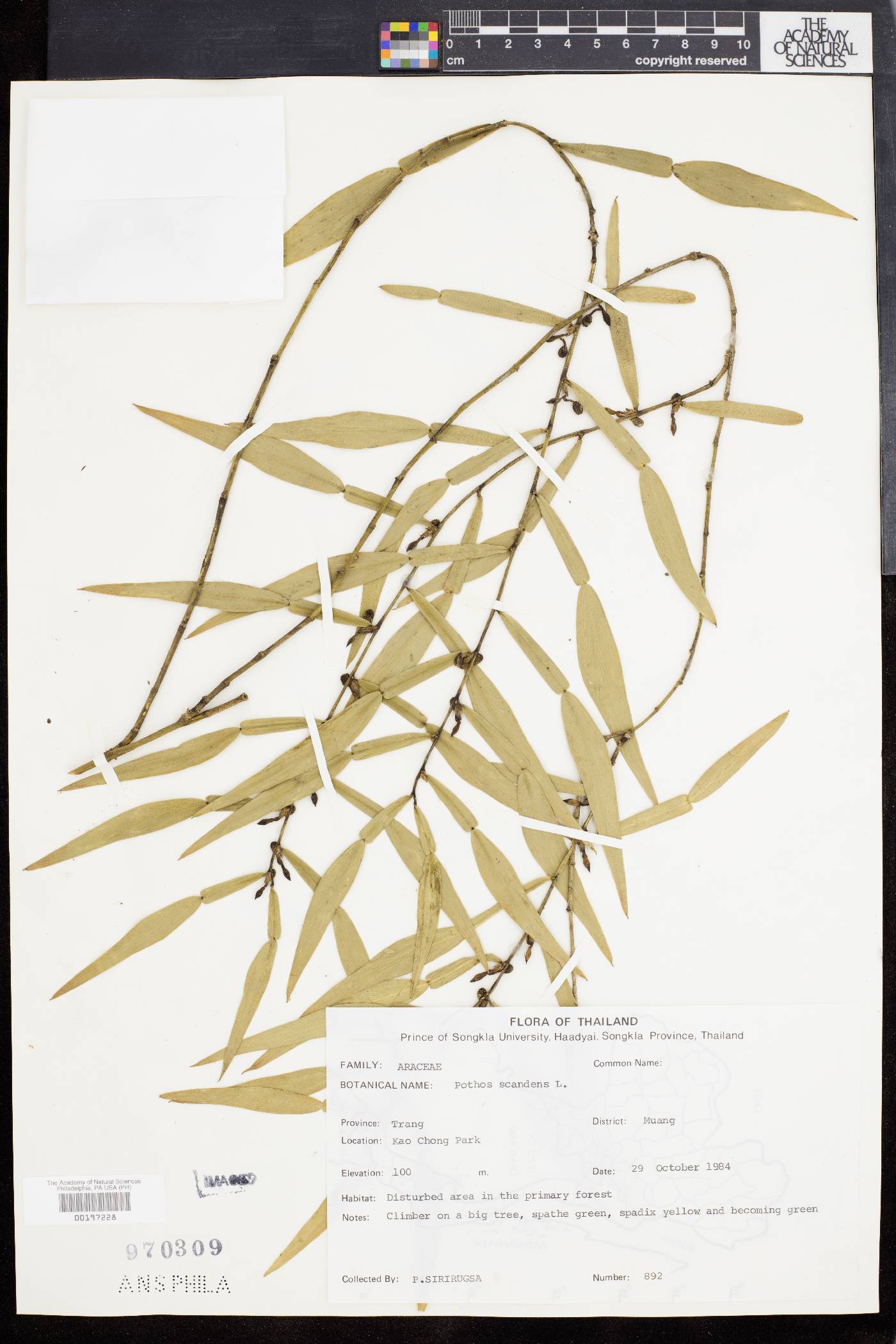 Pothos scandens image