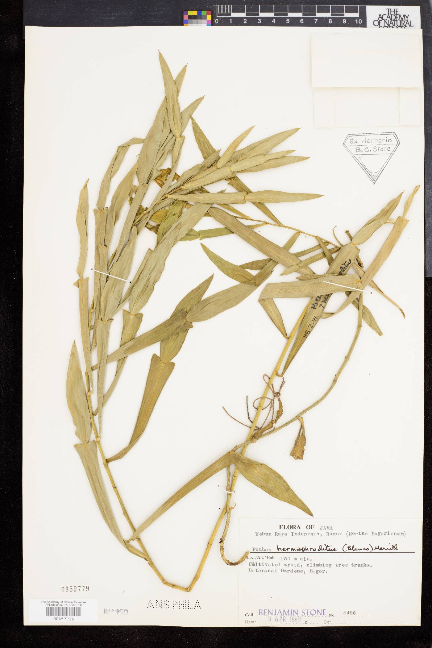 Pothos scandens var. scandens image