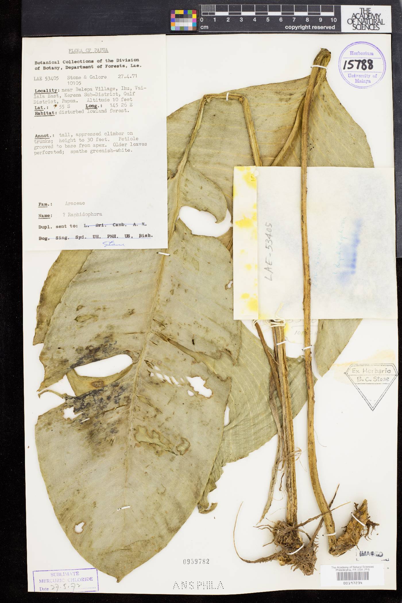 Rhaphidophora image