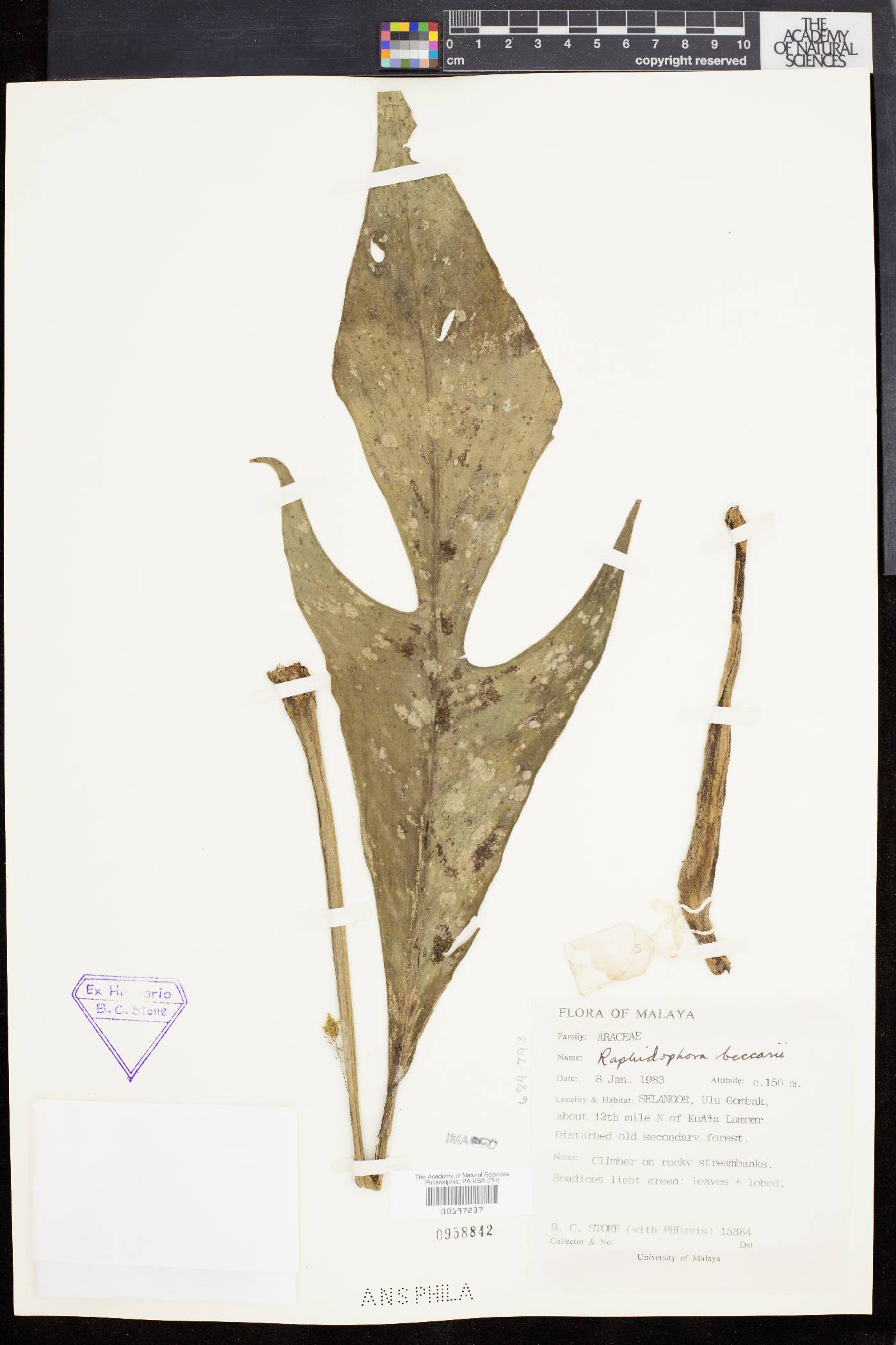 Rhaphidophora beccarii image