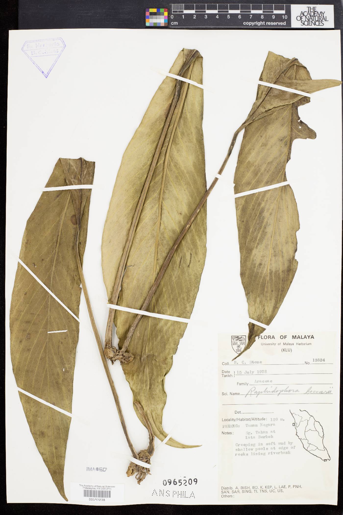 Rhaphidophora beccarii image