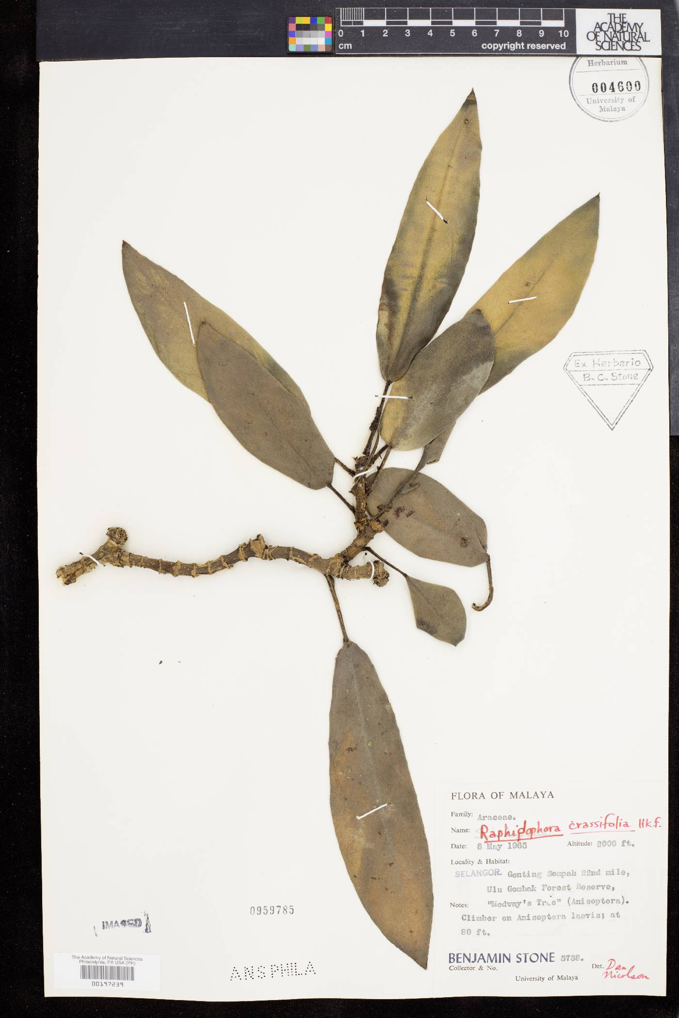 Rhaphidophora crassifolia image